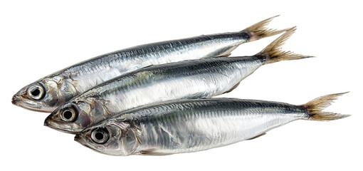 Obraz premium Stacked sardines with iridescent silver-blue bodies and orange fins on transparent backdrop, highlighting freshness, seafood appeal, and culinary versatility for market or kitchen contexts.