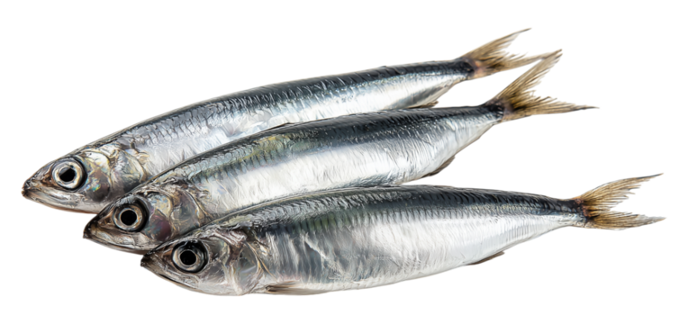 Stacked sardines with iridescent silver-blue bodies and orange fins on transparent  backdrop, highlighting freshness, seafood appeal, and culinary versatility for market or kitchen contexts.