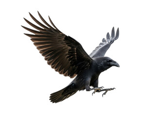 Fototapeta premium A black raven in flight isolated on transparent background