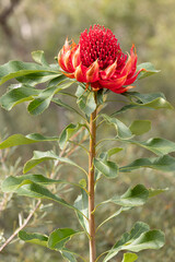 Waratah Infloresence flower head