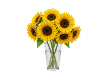 Isolated vase of bright yellow sunflowers. Summer floral arrangement for decoration or design