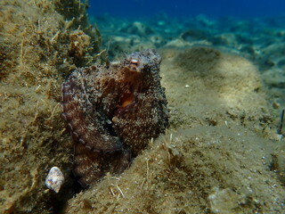 Common octopus (Octopus vulgaris) hunting, Aegean Sea, Greece, Halkidiki, Pirgos beach