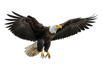 Obraz premium Majestic bald eagle in flight isolated on transparent background