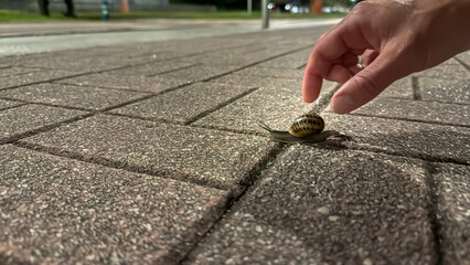 Hand guiding snail across paved sidewalk at night