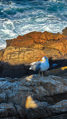 Seagull standing on coastal rocks above rough sea
