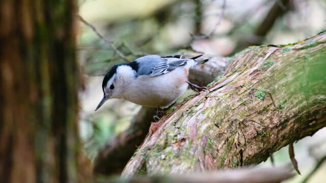 White Breasted Nuthatch (Sitta carolinensis) Searching for Insects on Tree in Devils Lake State Park