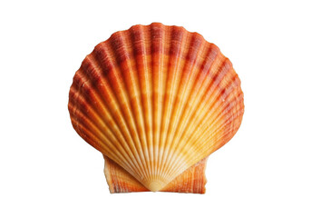 Obraz premium Orange and yellow scallop shell isolated on transparent background