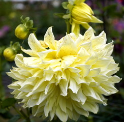 yellow dahlia flower