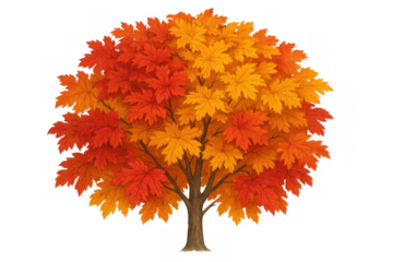 Maple tree illustrating autumn season foliage with vibrant red and orange leaves, transparent background