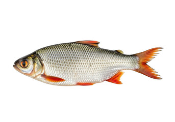 Naklejka premium Silver freshwater fish with orange fins isolated on transparent background