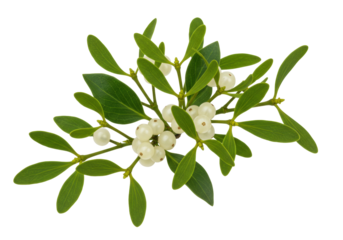 Isolated mistletoe branch with green leaves and white berries for festive winter decor