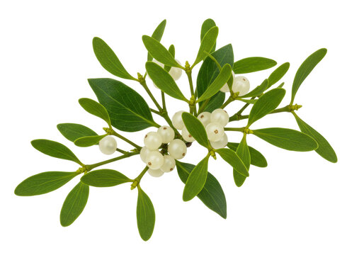 Isolated mistletoe branch with green leaves and white berries for festive winter decor