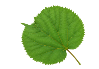 Isolated green linden leaf shows serrated edges, prominent veins and pointed projection