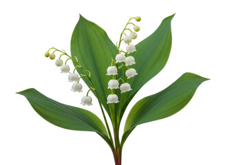 Isolated sprig of lily of the valley with green leaves and flowering blooms in springtime