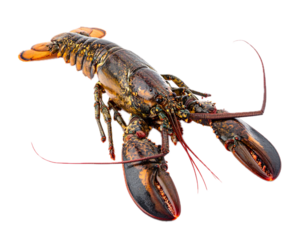 Fresh spiny lobster isolated.