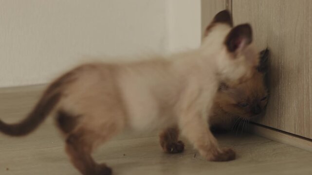 Two small siamese cats play on the floor with a feather toy near a tripod. Owner combs a cat resting on a blanket. The kittens scratch because of fleas. Home interior, playful and cozy moment.