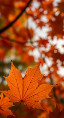 Fototapeta premium Close-up of an orange maple leaf with visible veins, depicting a transition from summer to autumn and its warm color palette, symbolizing change and season