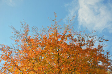 Fototapeta premium Red autumn beech leaves against blue sky landscape.Nature , fall season, trees and sky background , natural environment .