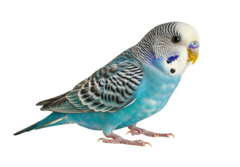 Isolated budgerigar, perruche ondulée, colorful bird pet in studio, perched sideways view