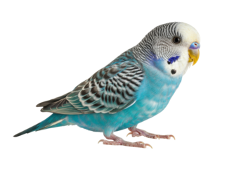 Isolated budgerigar, perruche ondulée, colorful bird pet in studio, perched sideways view