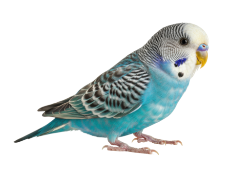 Isolated budgerigar, perruche ondulée, colorful bird pet in studio, perched sideways view