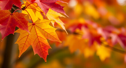 Fototapeta premium Close-up of a maple leaf with red and yellow hues, showcasing the intricate vein structure, and representing the beauty of the autumn season