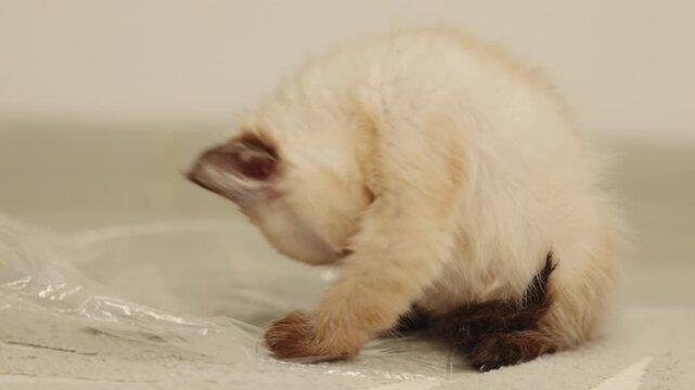 Siamese kitten scratching on the floor and grooming itself due to fleas. Cute blue-eyed cat with dark brown ears lying stretched on the floor. Concept of pet care and deworming at home.