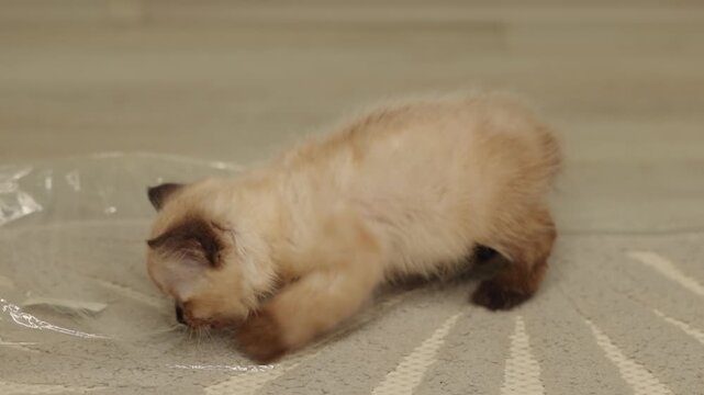 Siamese kitten scratching on the floor and grooming itself due to fleas. Cute blue-eyed cat with dark brown ears lying stretched on the floor. Concept of pet care and deworming at home.