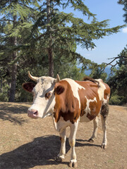 Brown and white cow with horns standing in rural nature on sunny day,