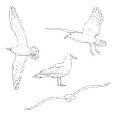Vector Set of Sketch Seagull Birds