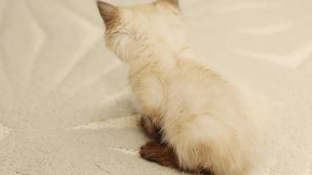 Siamese kitten scratching on the floor and grooming itself due to fleas. Cute blue-eyed cat with dark brown ears lying stretched on the floor. Concept of pet care and deworming at home.