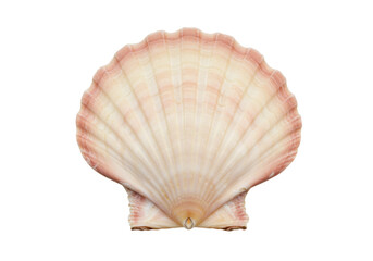 Isolated pink scallop shell close-up, ocean creature souvenir, natural detailed texture
