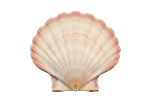 Isolated pink scallop shell close-up, ocean creature souvenir, natural detailed texture - Powered by Adobe
