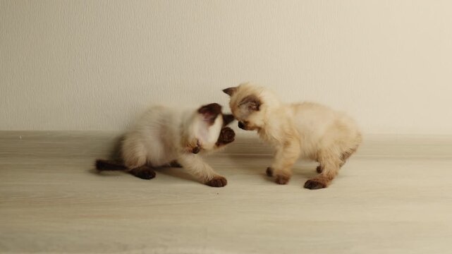 Two small siamese cats play on the floor with a feather toy near a tripod. Owner combs a cat resting on a blanket. The kittens scratch because of fleas. Home interior, playful and cozy moment.
