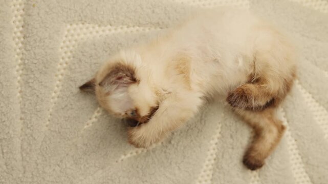 Siamese kitten scratching on the floor and grooming itself due to fleas. Cute blue-eyed cat with dark brown ears lying stretched on the floor. Concept of pet care and deworming at home.