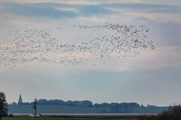 Fliegende Nonnengänse in der Nähe von Barth.