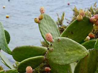 Prickly pear cactus (Opuntia ficus-indica) with ripe fruits on the rocky shore of the Mediterranean Sea, Malta. Also, the Indian fig opuntia, fig opuntia.