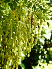 Fruits of the Japanese pagoda tree (Styphnolobium japonicum, syn. Sophora japonica), also Chinese scholar tree and pagoda tree. Popular ornamental tree, used in traditional Chinese medicine. Malta