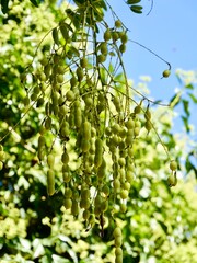 Fruits of the Japanese pagoda tree (Styphnolobium japonicum, syn. Sophora japonica), also Chinese scholar tree and pagoda tree. Popular ornamental tree, used in traditional Chinese medicine. Malta