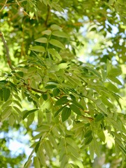 Leaves of the Japanese pagoda tree (Styphnolobium japonicum, syn. Sophora japonica), also Chinese scholar tree and pagoda tree. Popular ornamental tree, used in traditional Chinese medicine. Malta
