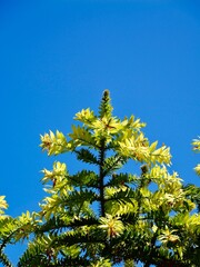 Branches of the bunya pine (Araucaria bidwillii), banya or bunya-bunya. A coniferous tree, which is endemic to Australia. Malta
