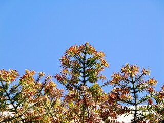 Branches of the bunya pine (Araucaria bidwillii), banya or bunya-bunya. A coniferous tree, which is endemic to Australia. Malta