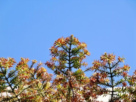 Branches of the bunya pine (Araucaria bidwillii), banya or bunya-bunya. A coniferous tree, which is endemic to Australia. Malta