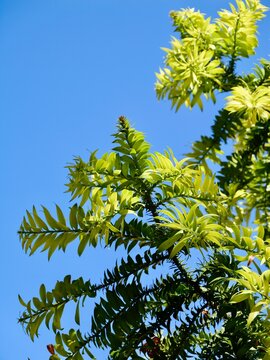 Branches of the bunya pine (Araucaria bidwillii), banya or bunya-bunya. A coniferous tree, which is endemic to Australia. Malta