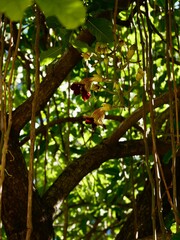 Flowering of the sausage tree (Kigelia africana, syn. Kigelia pinnata). Kigelia is a monotypic taxon with one species and belongs to the trumpet vine family Bignoniaceae. Malta
