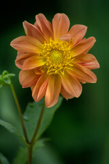 Wild snakes among tropical flowers, showcasing the natural beauty and balance between wild flora and fauna.