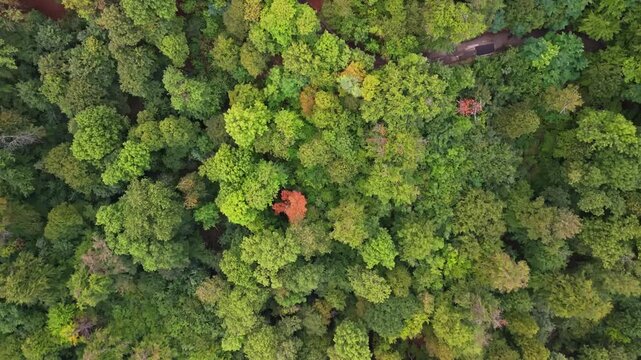 Drone tilt-down shot of a dense forest canopy in early autumn at Normafa, Budapest, showing a vibrant mix of green and orange foliage from above.