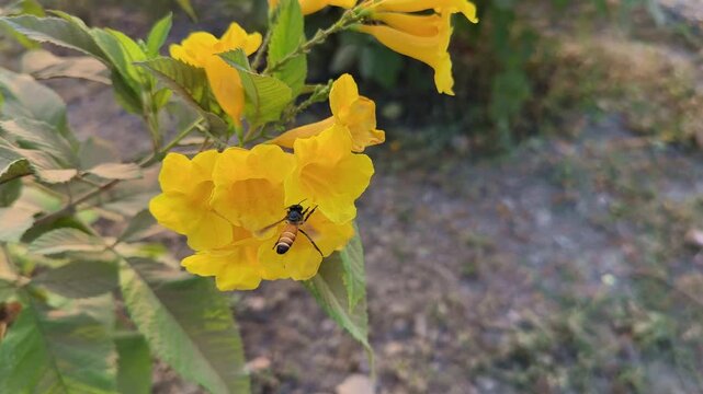 A honeybee (Apis cerana) hovering and entering the bright yellow Tecoma stans flower, collecting nectar in warm sunlight, showcasing natural pollination behavior.