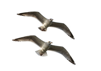 Obraz premium Two seagulls flying together isolated on transparent background