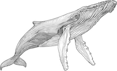 Detailed sketch of humpback whale in hand-drawn line art vector